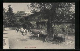 AK Wilderswil, Kühe an der Tränke