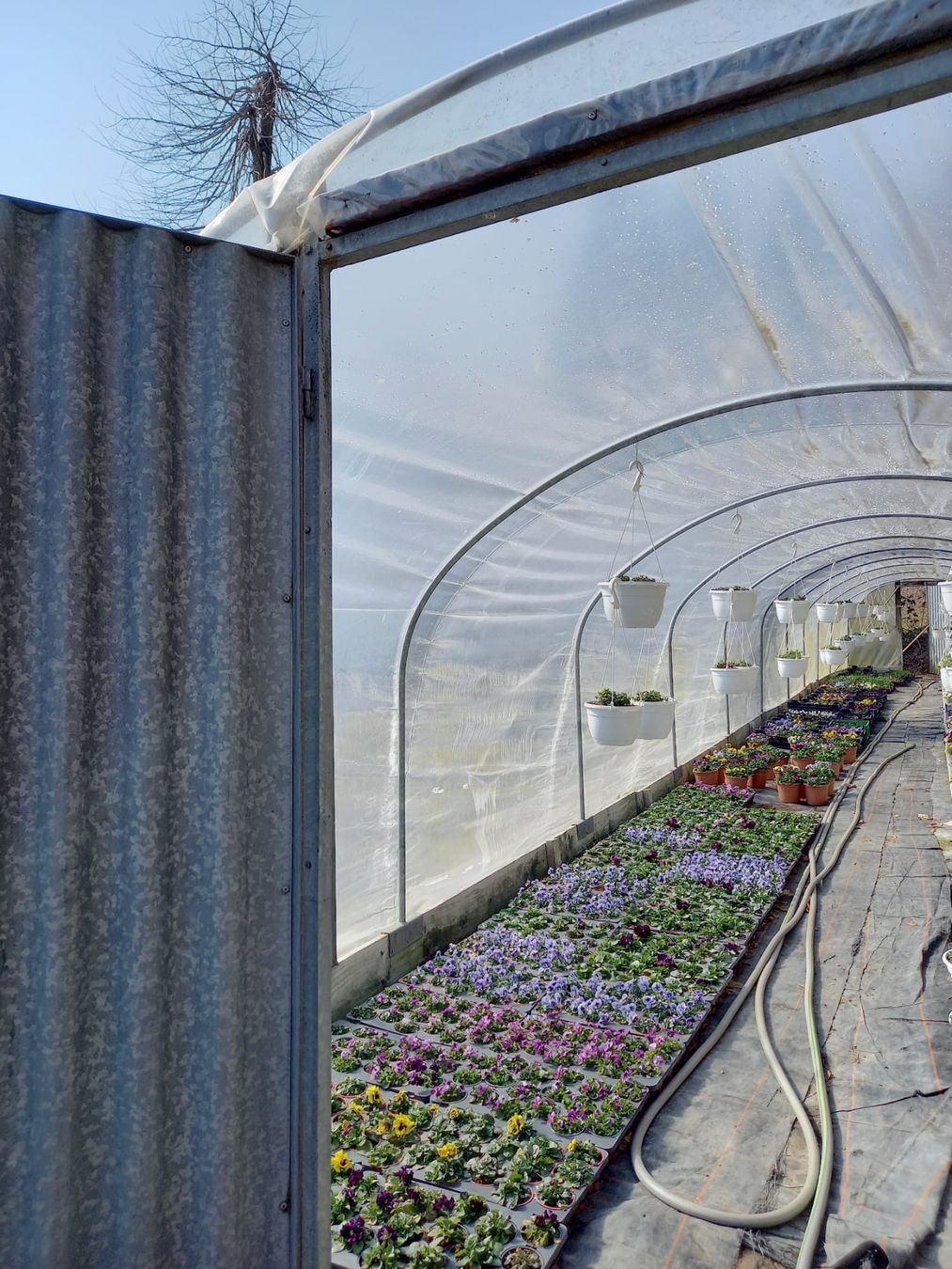 Casette da giardino & serre: Folientunnel-Gerüst – Usato da Alchenstorf venduto da 20claudia14 1