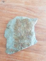 🐸 SCHÖNES PFLANZEN-FOSSIL ANNULARIA STELLATA