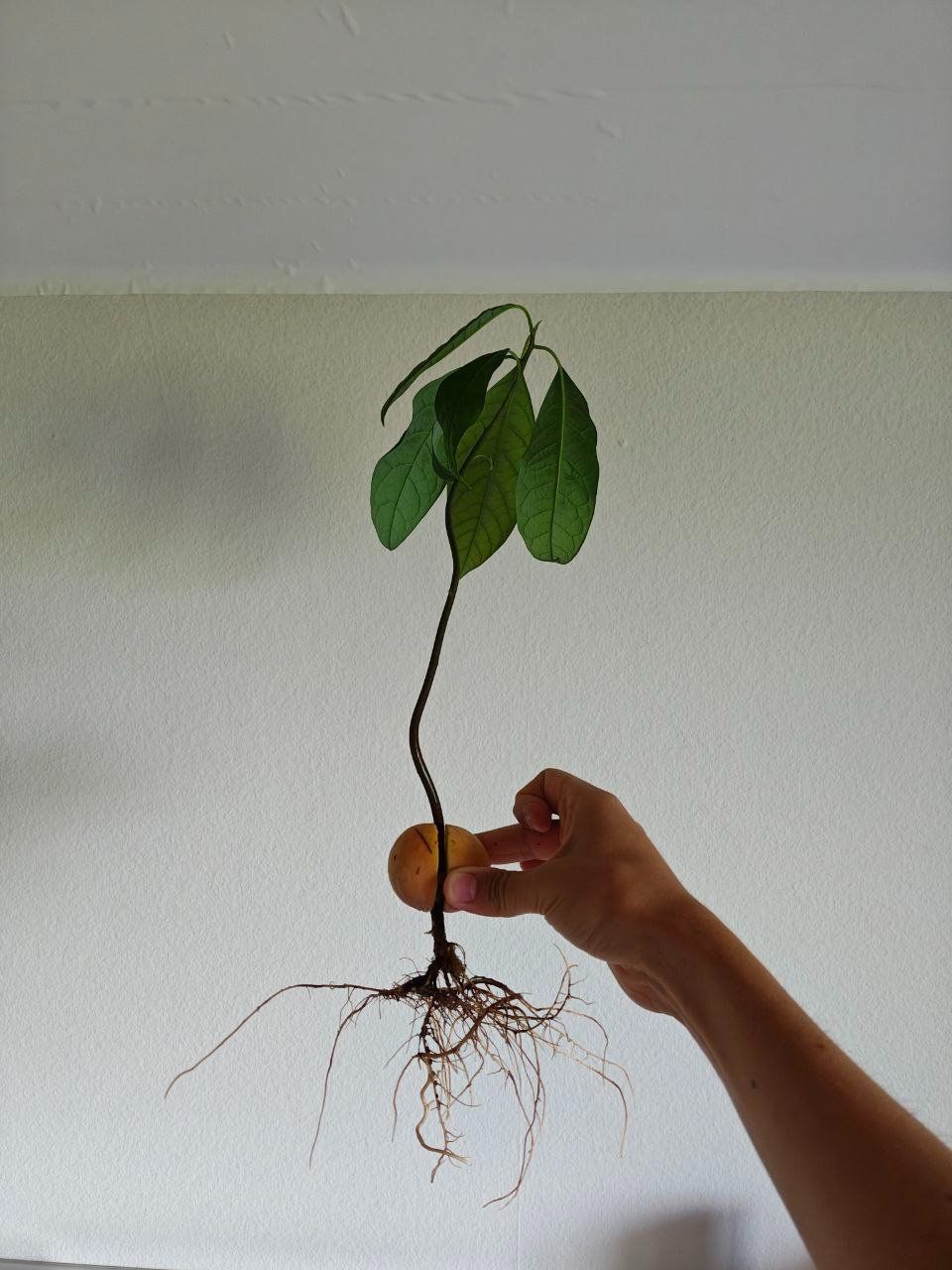 Piante & sementi: Avocado Baum – Usato da Schlieren venduto da Edgar_k 4