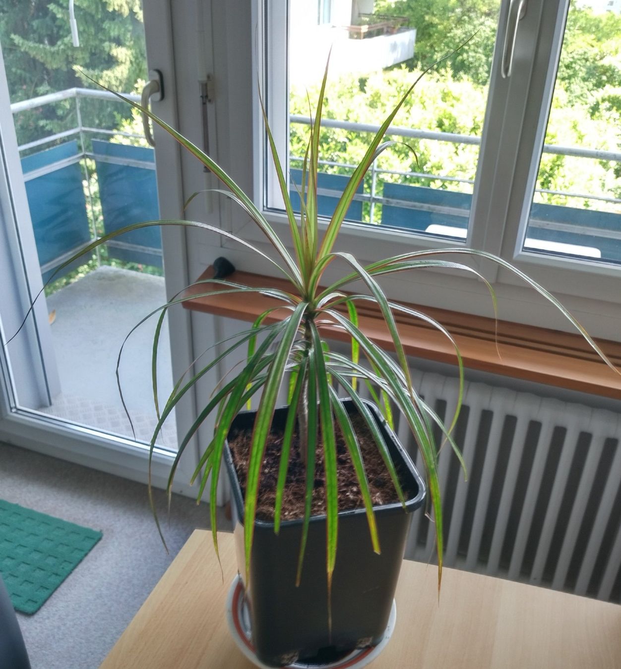 Pflanzen & Samen: Dracaena marginata, Drachenbaum - Zimmerpflanze – Neu (gemäss Beschreibung) aus Jona von Argus36