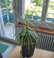 Dracaena marginata, Drachenbaum - Zimmerpflanze