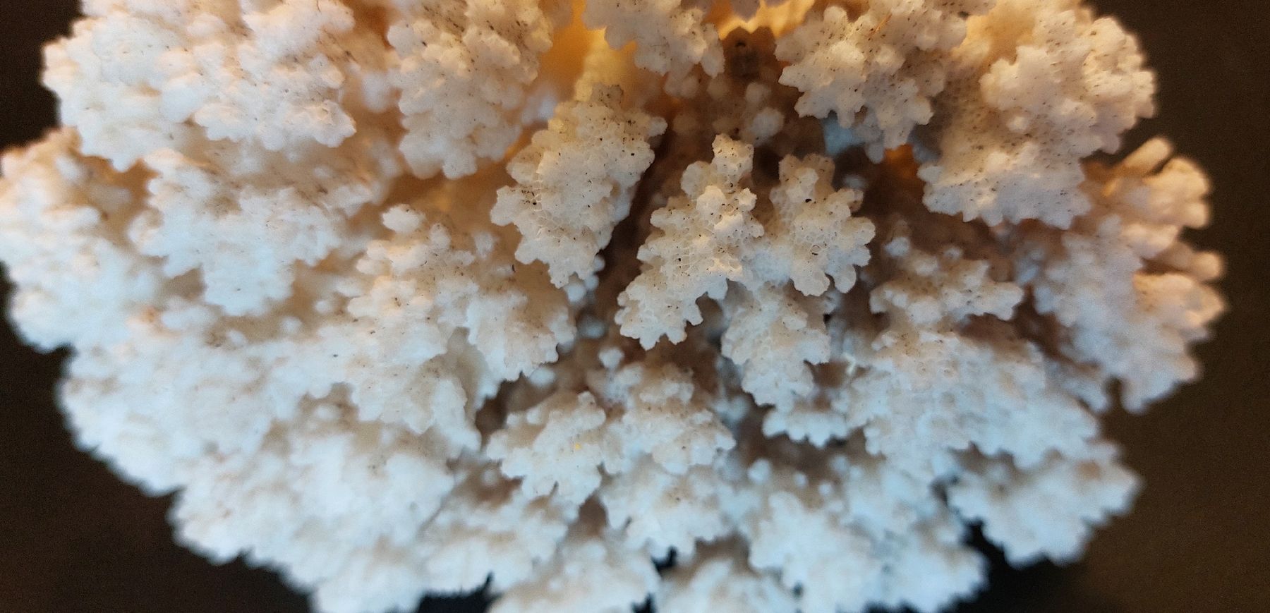 Tutte le decorazioni: Echte, dekorative Koralle. 538g – Usato da Fehraltorf venduto da Albino61 1