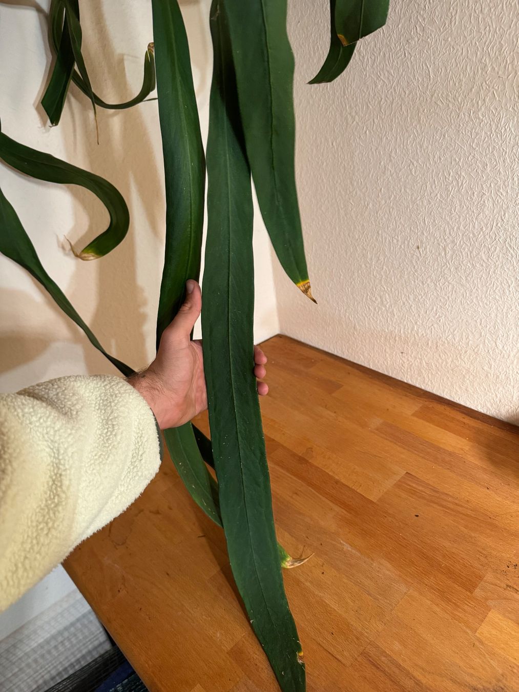 Piante & sementi: Anthurium vittarifolium – Usato da Männedorf venduto da mrclst 2