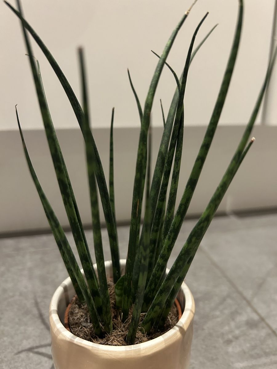 Pflanzen & Samen: Zimmerpflanze Sansevieria Mikado – Gebraucht aus Regensdorf von adr_95f5