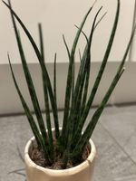 Zimmerpflanze Sansevieria Mikado