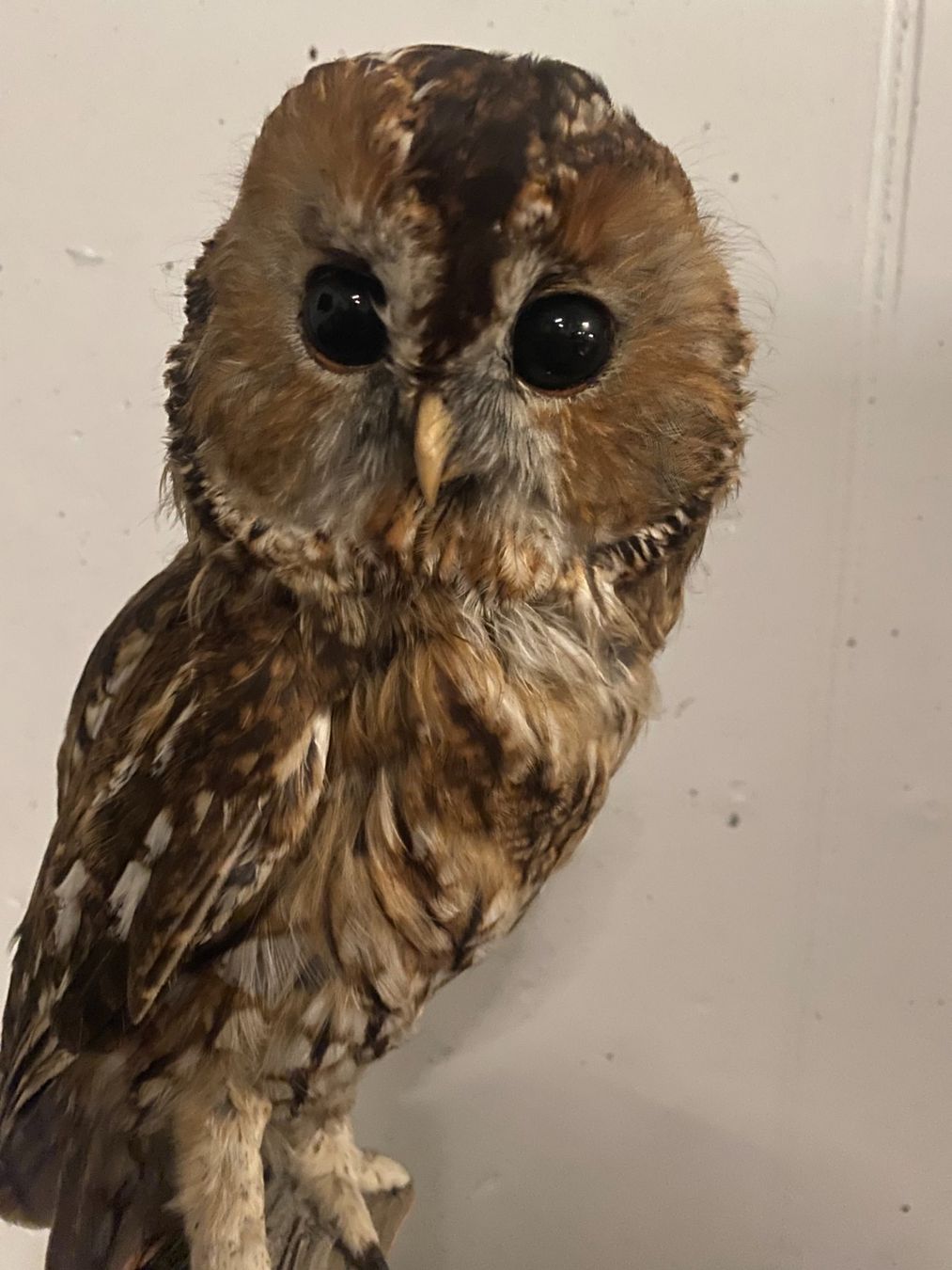 Il mondo degli animali: Waldkauz Präparat – Usato da Gerolfingen venduto da Regenbogen88 3