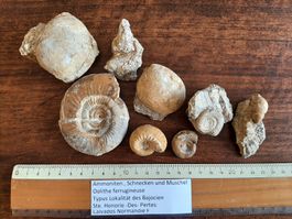Verschiedene Fossilien Frankreich