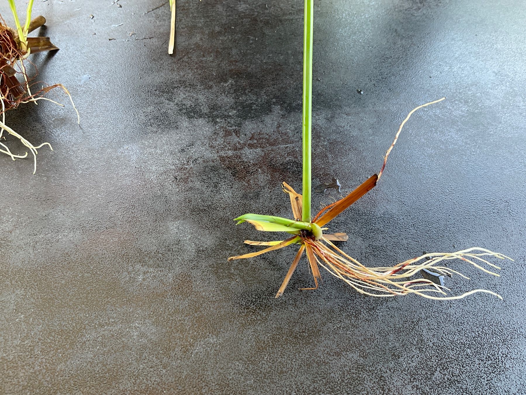 Piante & sementi: Papyrus 1x bouture prête à être planté – Nuovo e nell'imballaggio originale da Avenches venduto da Tinkey 5