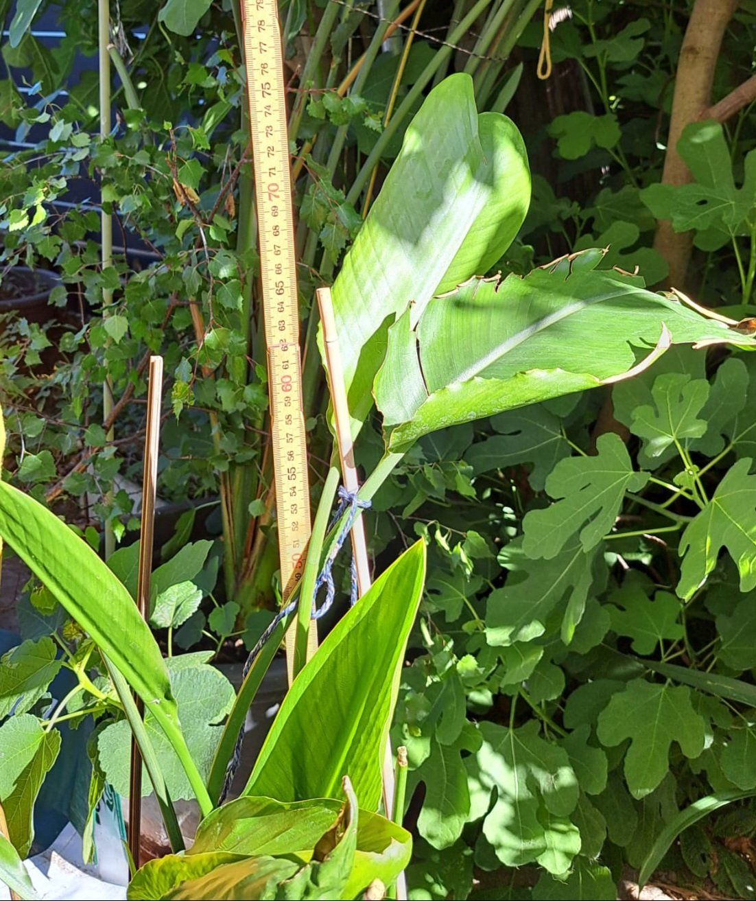Piante & sementi: Strelitzia - Paradiesvogelblume – Usato da Oberentfelden venduto da Myri13 2