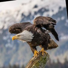 Profile image of BaldenEagle