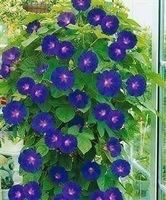 Ipomée Pourpre! FLORAISON ABONDANTE! 20g