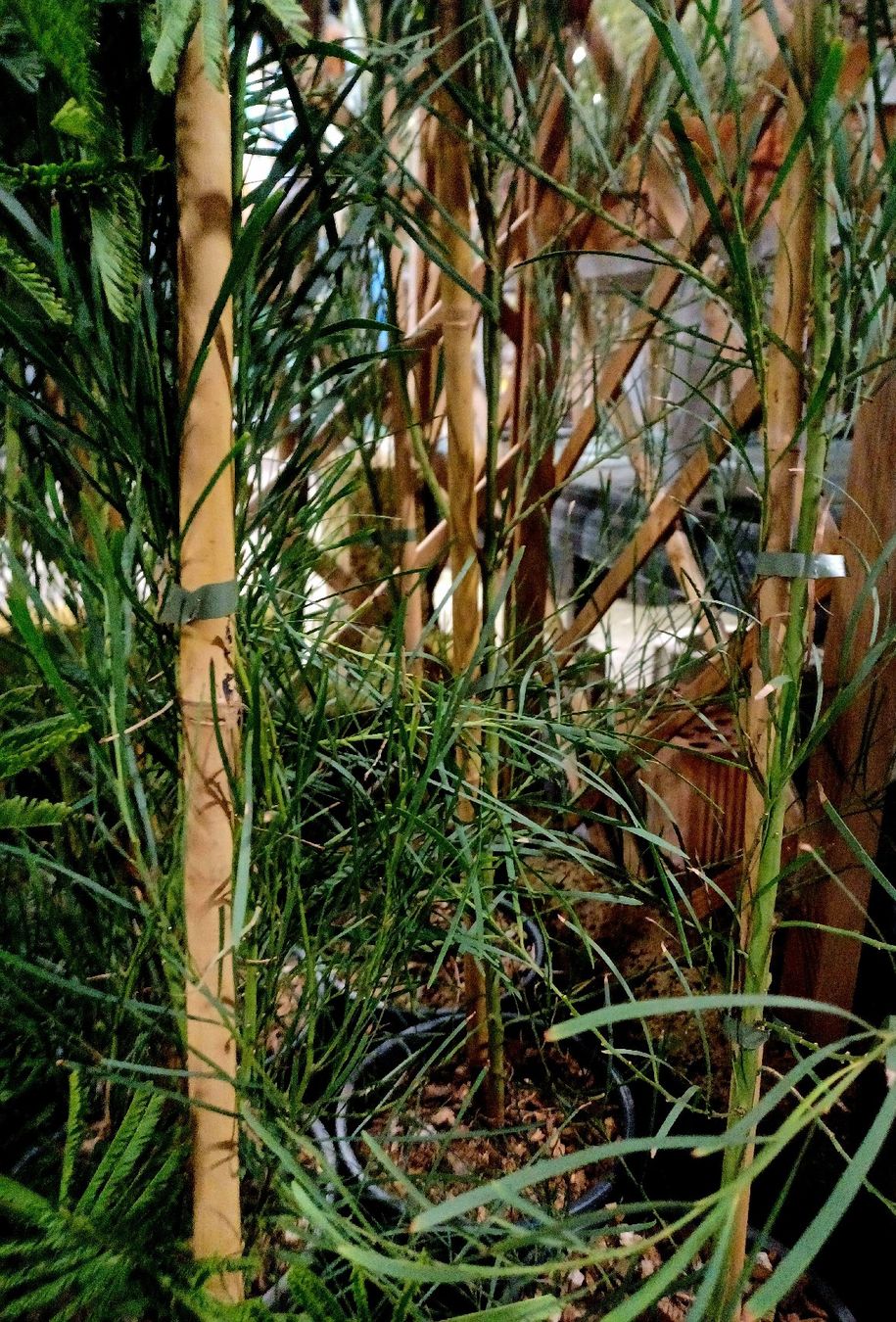 Pflanzen & Samen: ACACIA RETINOIDES 150 cm oder seltene immer blühende Mimosa – Neu und originalverpackt aus Rovio von POSITIFFARTandPLANTS 6
