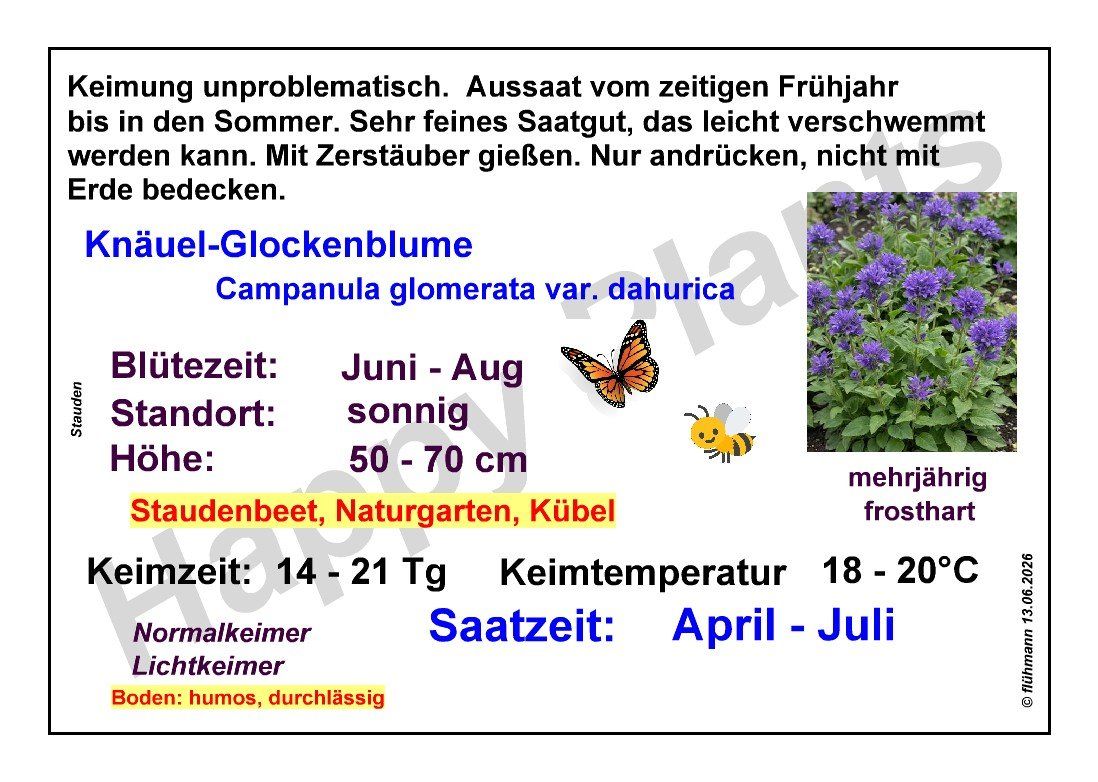 Pflanzen & Samen: Knäuel-Glockenblume - Campanula glomerata  - 250 Samen – Neu und originalverpackt aus Sumiswald von Cham14558 2