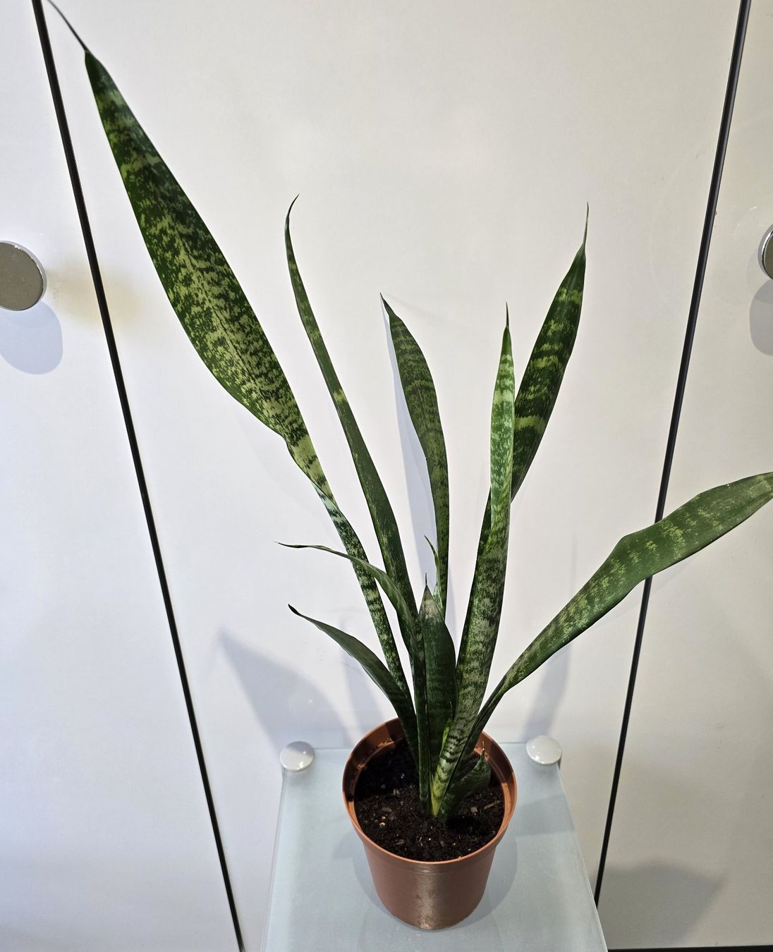 Piante & sementi: Pflanze Sansevieria / Bogenhanf 68 cm – Usato da Oetwil an der Limmat venduto da dhantal 1