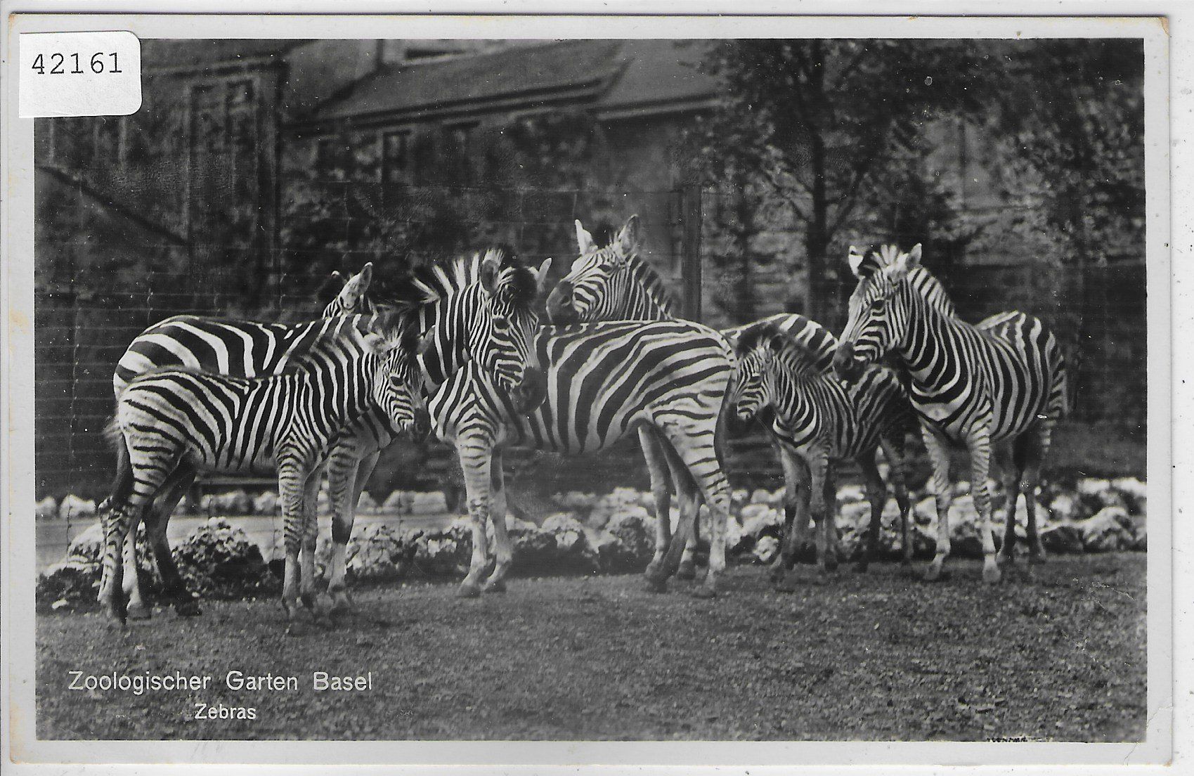 Cartoline postali: Zoologischer Garten Basel - Zebras – Usato da Ettingen venduto da Kartenplanet