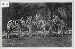Zoologischer Garten Basel - Zebras