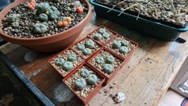 3 x Lophophora Sp. KS99, Presa de Guadalupe SLP