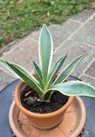 Agave, kein Kaktus,k eine Sukkulente