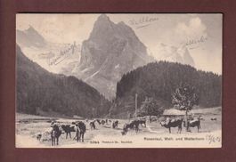 ROSENLAUI - Well- und Wetterhorn - Kühe - 1906