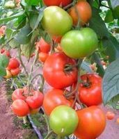 Tomate Matias (charnue et abondante) 10g