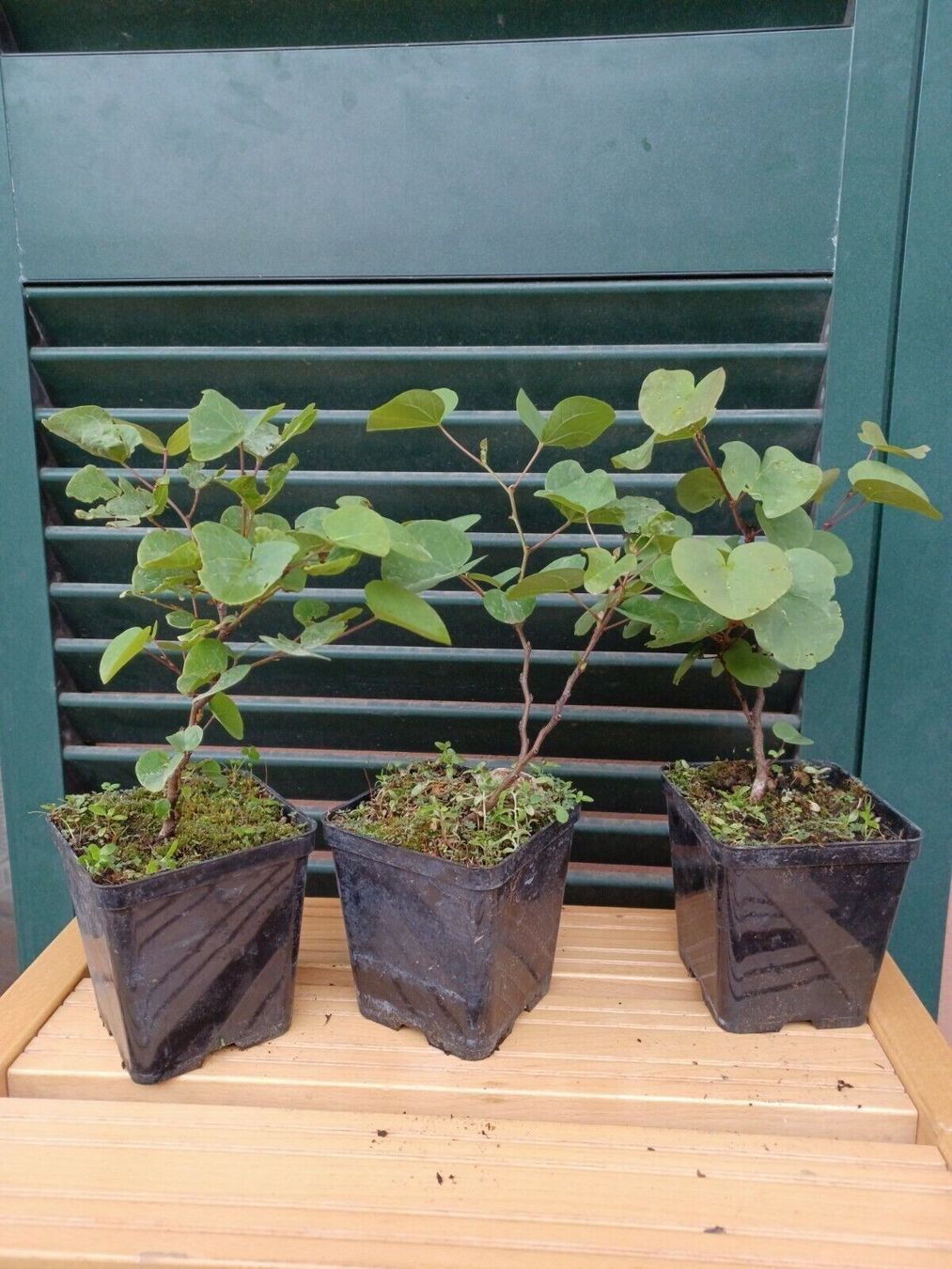 Piante & sementi: Arbre de Judée  2x 20cm  (cercis S.) – Nuovo e nell'imballaggio originale da Bremblens venduto da FIBONACCI369 6