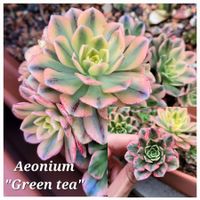 Aeonium "Green Tea" Variegata 🌵🪷🌿