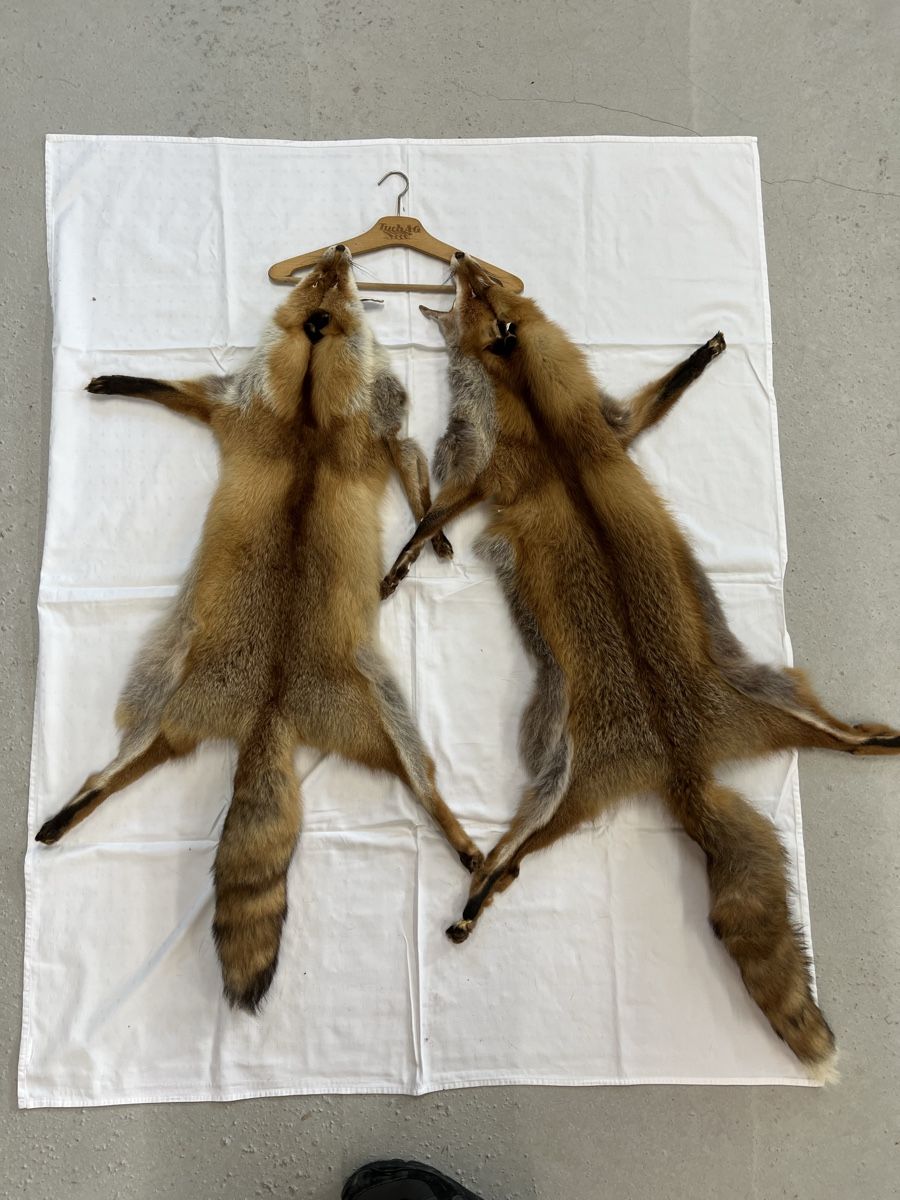 Il mondo degli animali: 2 x Fuchsfell – Usato da Euthal venduto da ruckzuckrohrfrei