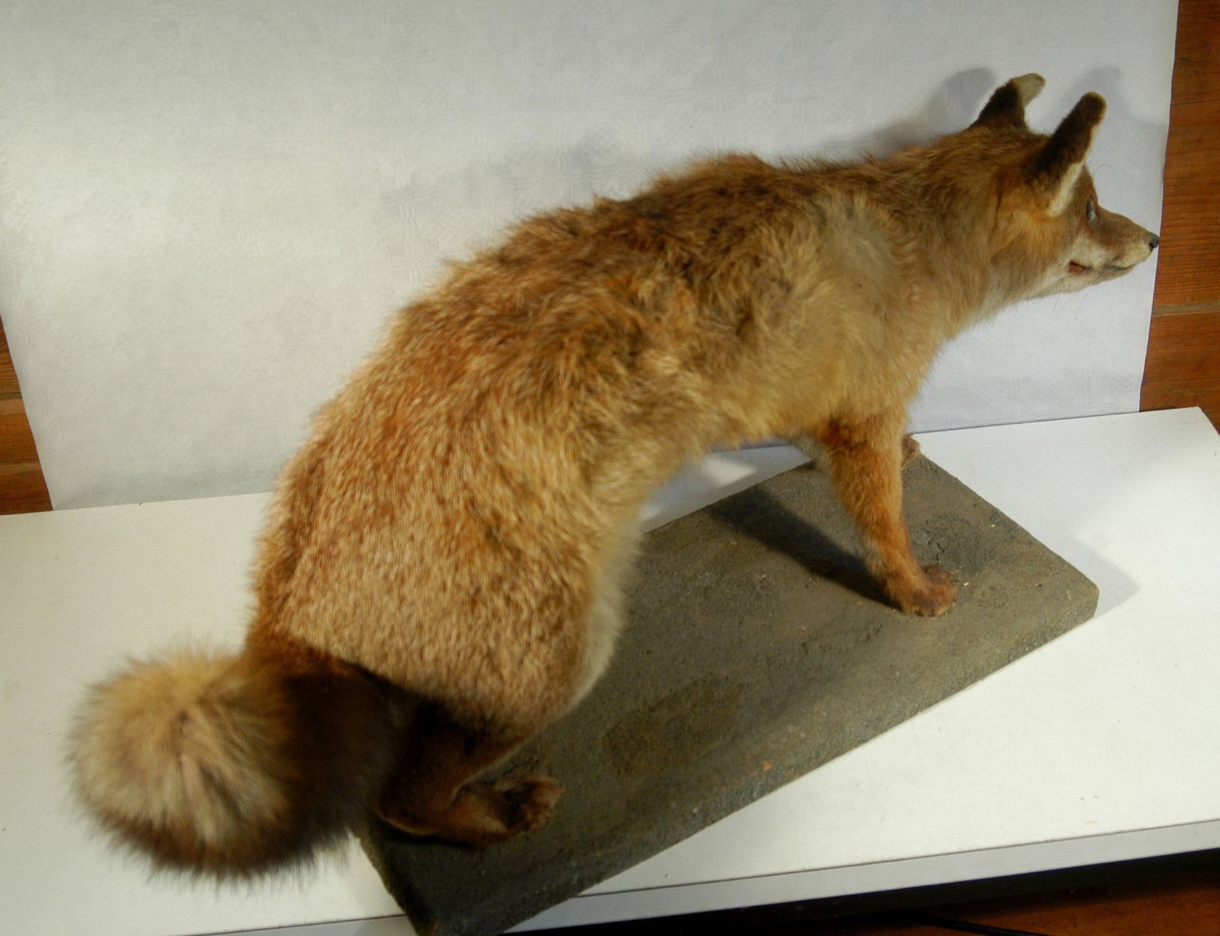 Il mondo degli animali: Fuchs Präparat – Usato da Herisau venduto da Wisen 8