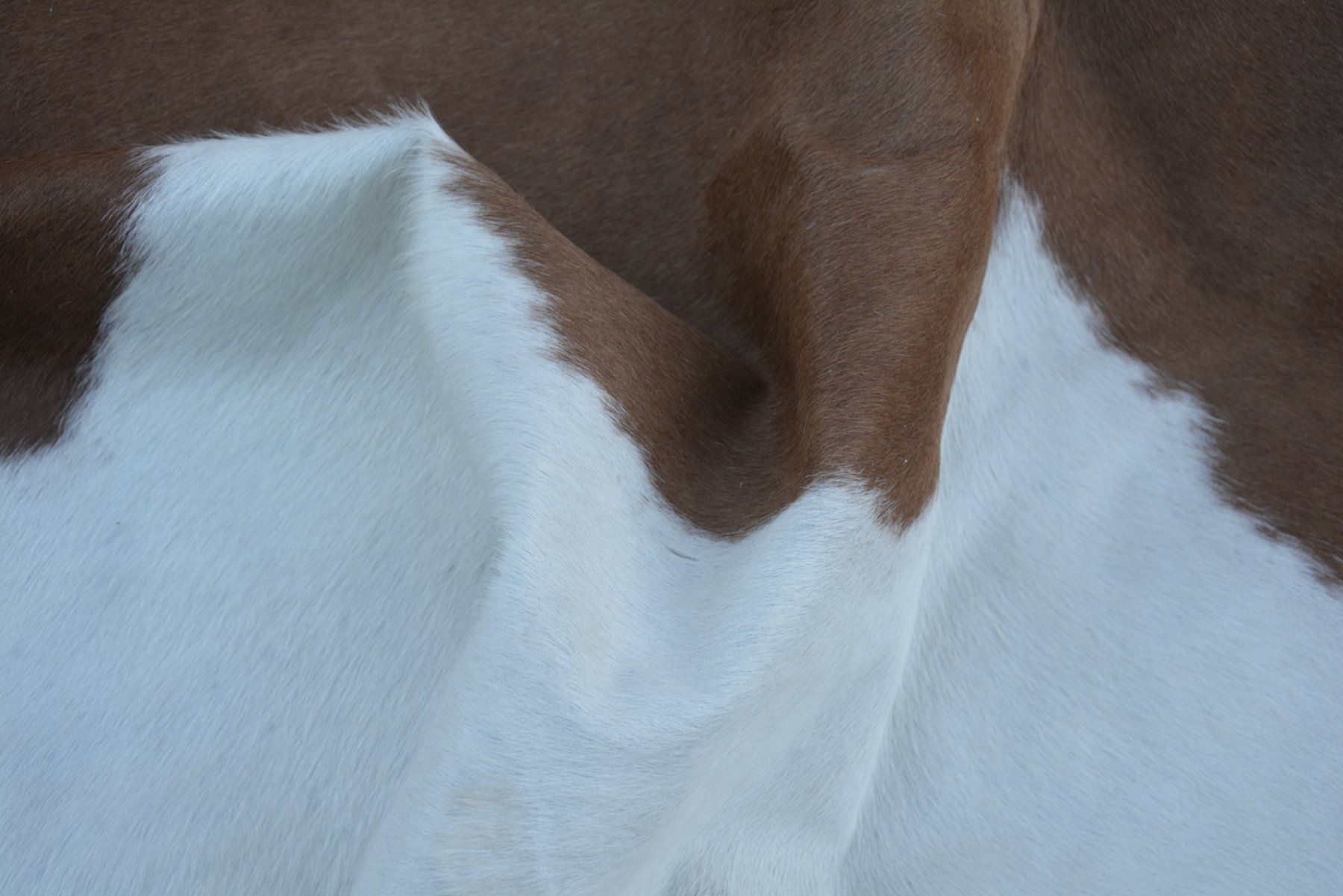 Tappeti: echtes Kuhfell Teppich Brown/white – Nuovo e nell'imballaggio originale da Arbedo venduto da patagonialeatherrugs 6