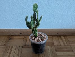 Goldopuntie (Opuntia microdasys) | H:20cm