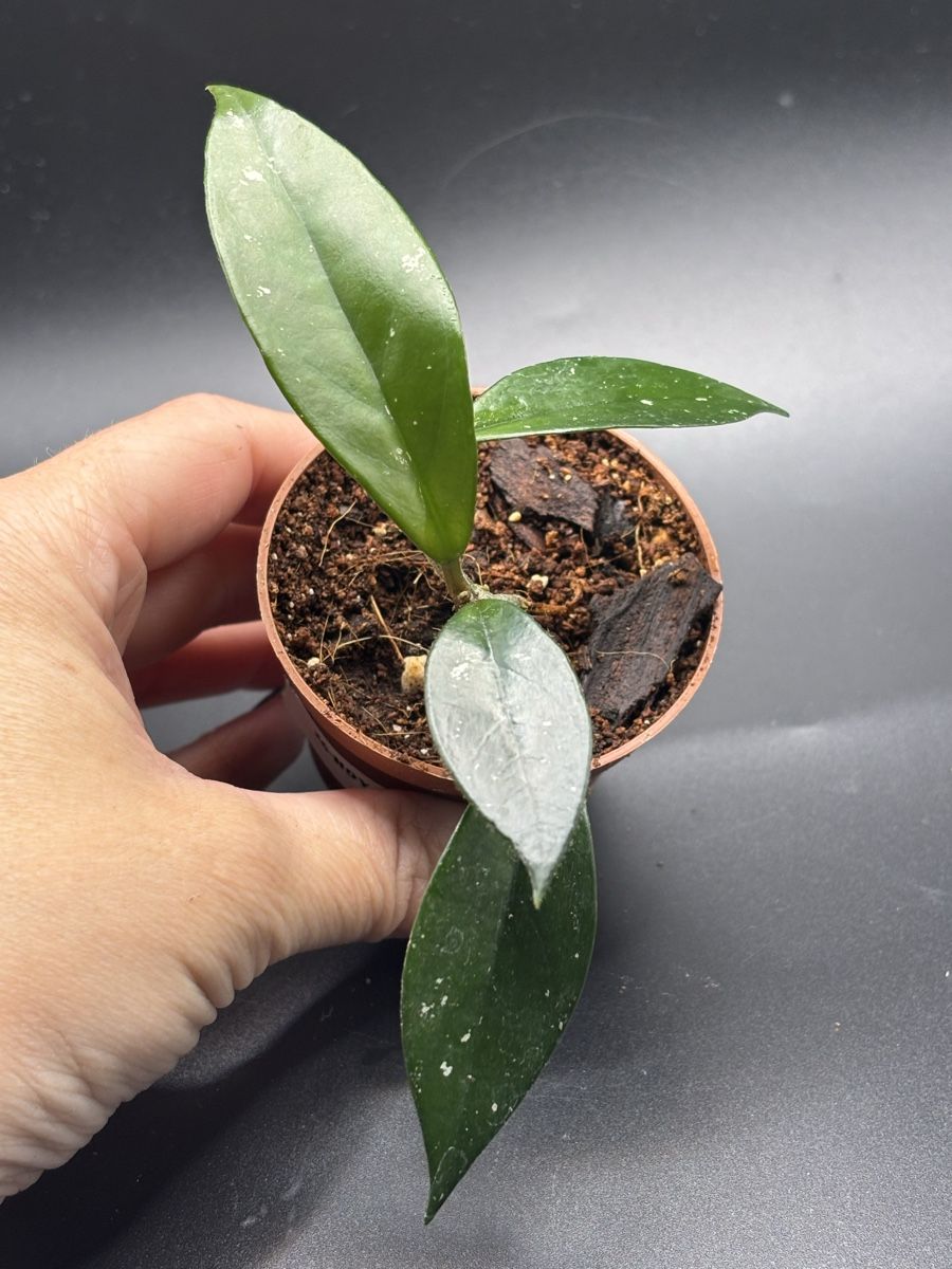 Piante & sementi: Hoya Carnosa (1-4) – Nuovo e nell'imballaggio originale da Basel venduto da Pink_White 2