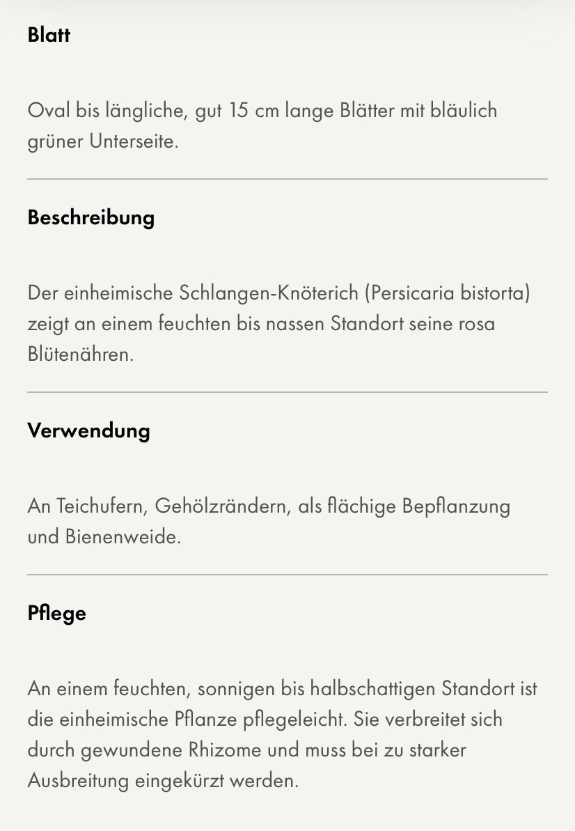 Piante & sementi: Schlangen Knöterich, Sumpfpflanze, Teichpflanze – Usato da Waltenschwil venduto da Angela99 7