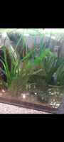 Nanoaquarium mit Zwerggarbelen und Posthornscken