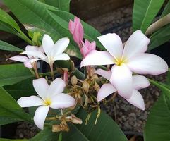 Plumeria / Frangipani Slaugther Pink