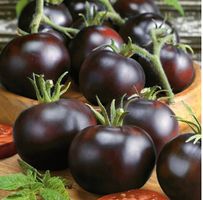 TOMATE  Blackball / 10 Samen