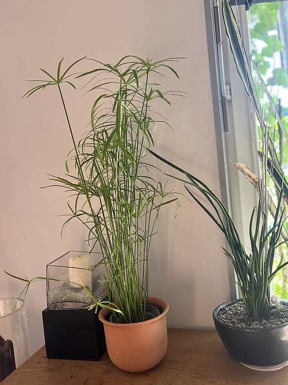 Plantes & graines: Papyrus  – Neuf avec emballage d'origine à Frauenfeld par Irene.Schuppli 1