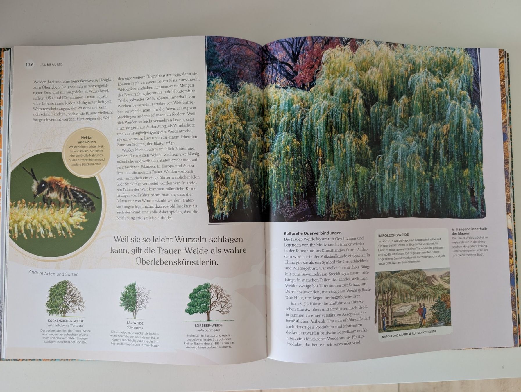 Libri: Bäume - Eine Natur- und Kulturgeschichte – Usato da Dübendorf venduto da FIREANDICE_G60 5