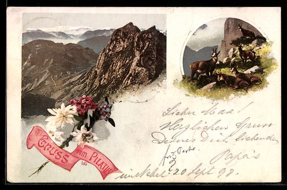 Cartoline postali: AK Pilatus, Bergansicht mit Gämsen – Usato da Berlin venduto da bartko-reher
