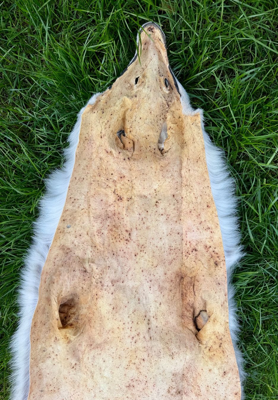 Il mondo degli animali: Echtes Wolfsfell Mongolei - 2007 Legal importiert – Nuovo (secondo la descrizione) da Thun venduto da Abalona3600 6