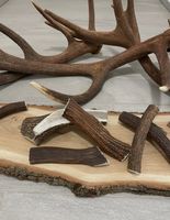 Hirsch Geweih bois cerf xs