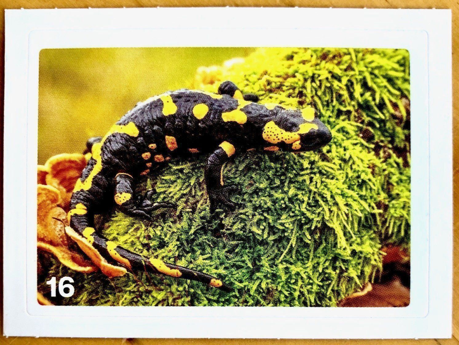 Migros Sammelbilder & Trading cards: Migros Nature Detectives - Bild Nr. 16 – Neu (gemäss Beschreibung) aus Oberrieden von Zimmerberg10