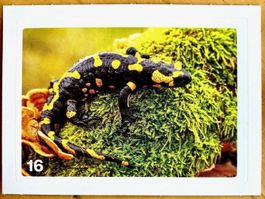 Migros Nature Detectives - Bild Nr. 16