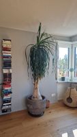 Grosser Elefantenfuss mit Topf
