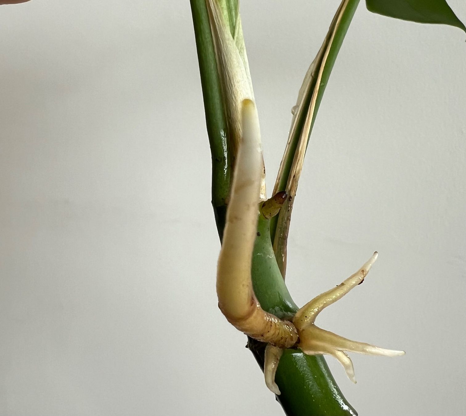 Pflanzen & Samen: Monstera minima Kopfsteckling💚 – Gebraucht aus Glattpark(Opfikon) von ste_n99y 2
