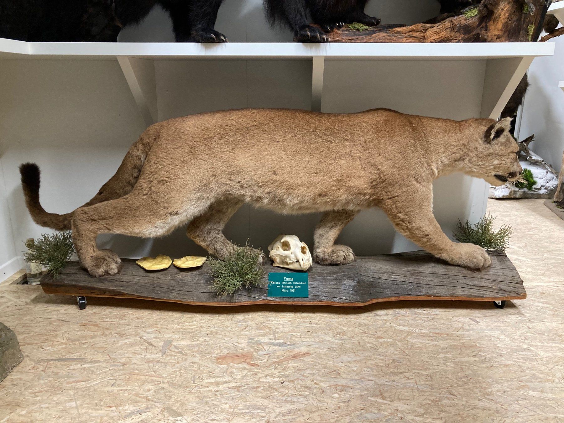 Il mondo degli animali: Puma – Usato da Pfaffnau venduto da Yoka0 1