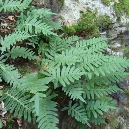 Piante & sementi: Polypode commun (fougère goût réglisse)  2 PLANTS – Nuovo (secondo la descrizione) da Bremblens venduto da FIBONACCI369 1