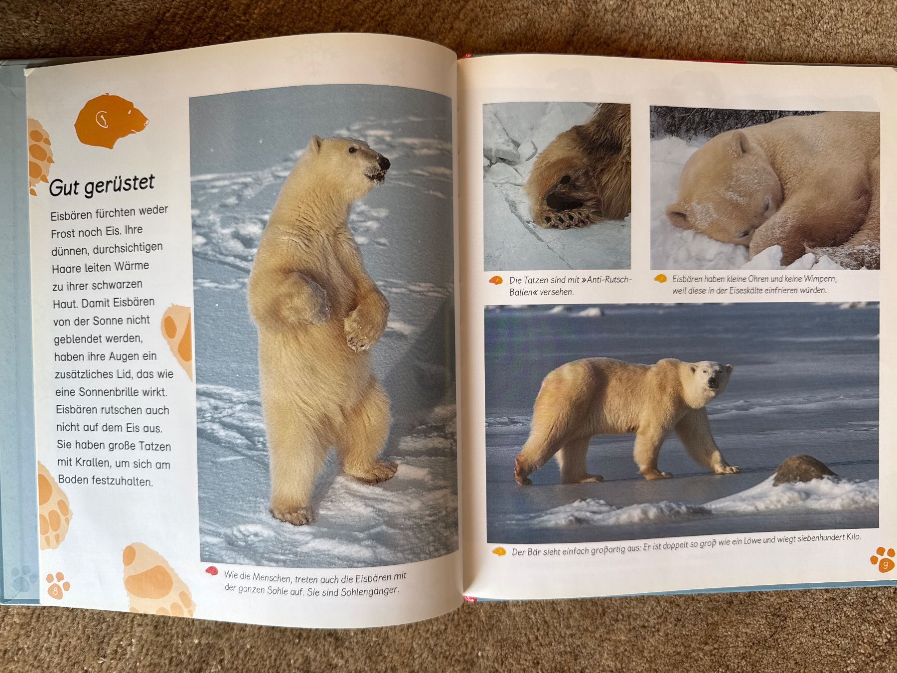 Libri: Der Eisbär - Meine grosse Tierbibliothek - esslinger – Usato da Aarau venduto da Kilauea 2