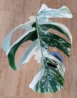 Monstera Albo Variegata XXL Genetik - Neuaustrieb, etabliert