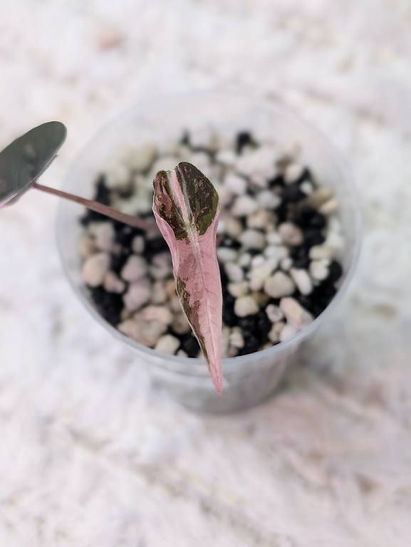Pflanzen & Samen: Alocasia Chantrieri Pink Variegata – Neu (gemäss Beschreibung) aus Faulensee von plantmama 1